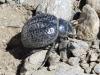 Pimelia sp.